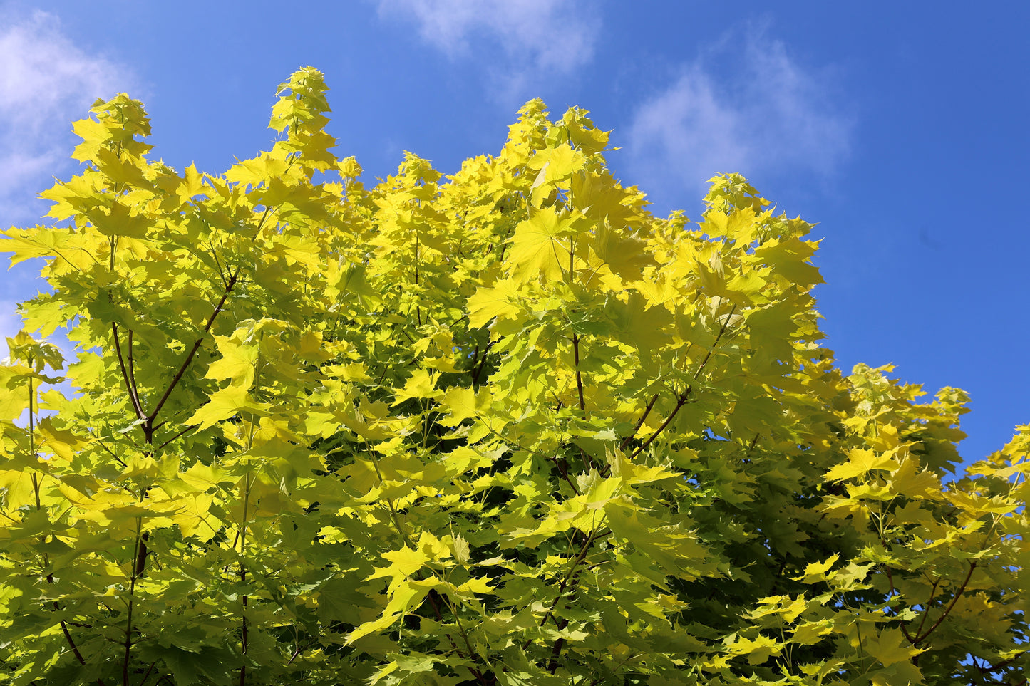 Princeton Gold Norway Maple