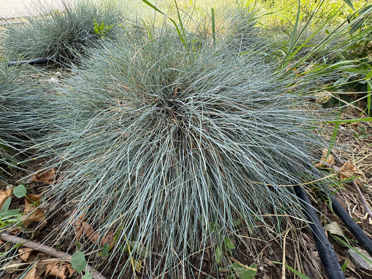 Festuca 'Blue Whiskers'