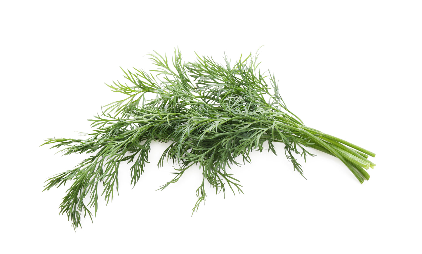 Dill