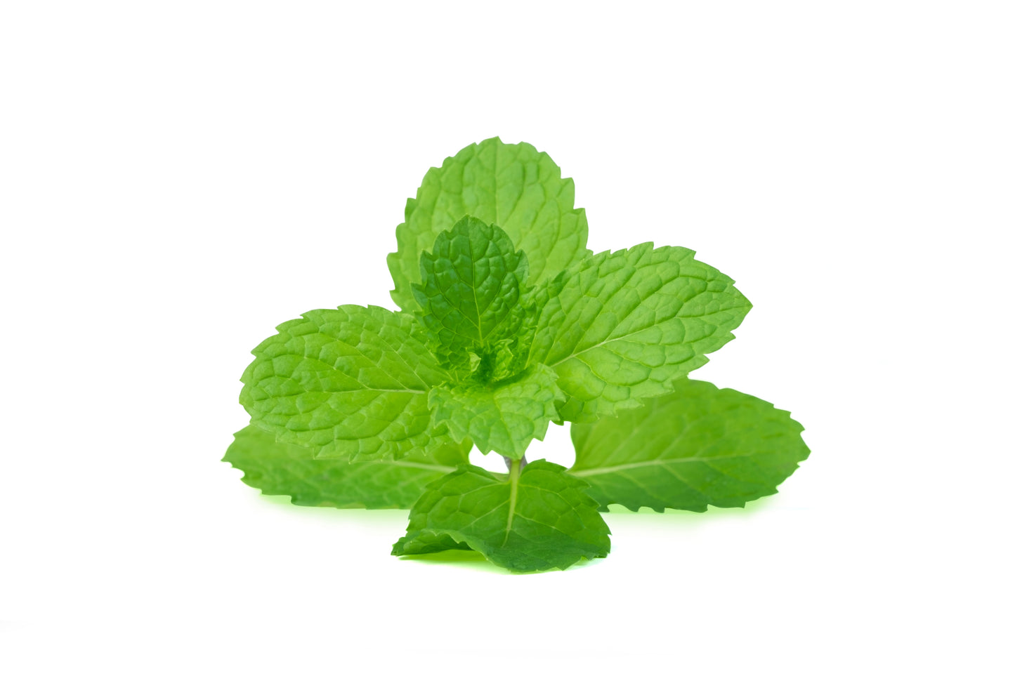 Lemon Balm