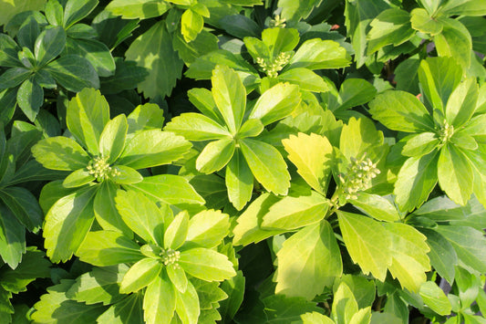 Japanese Spurge