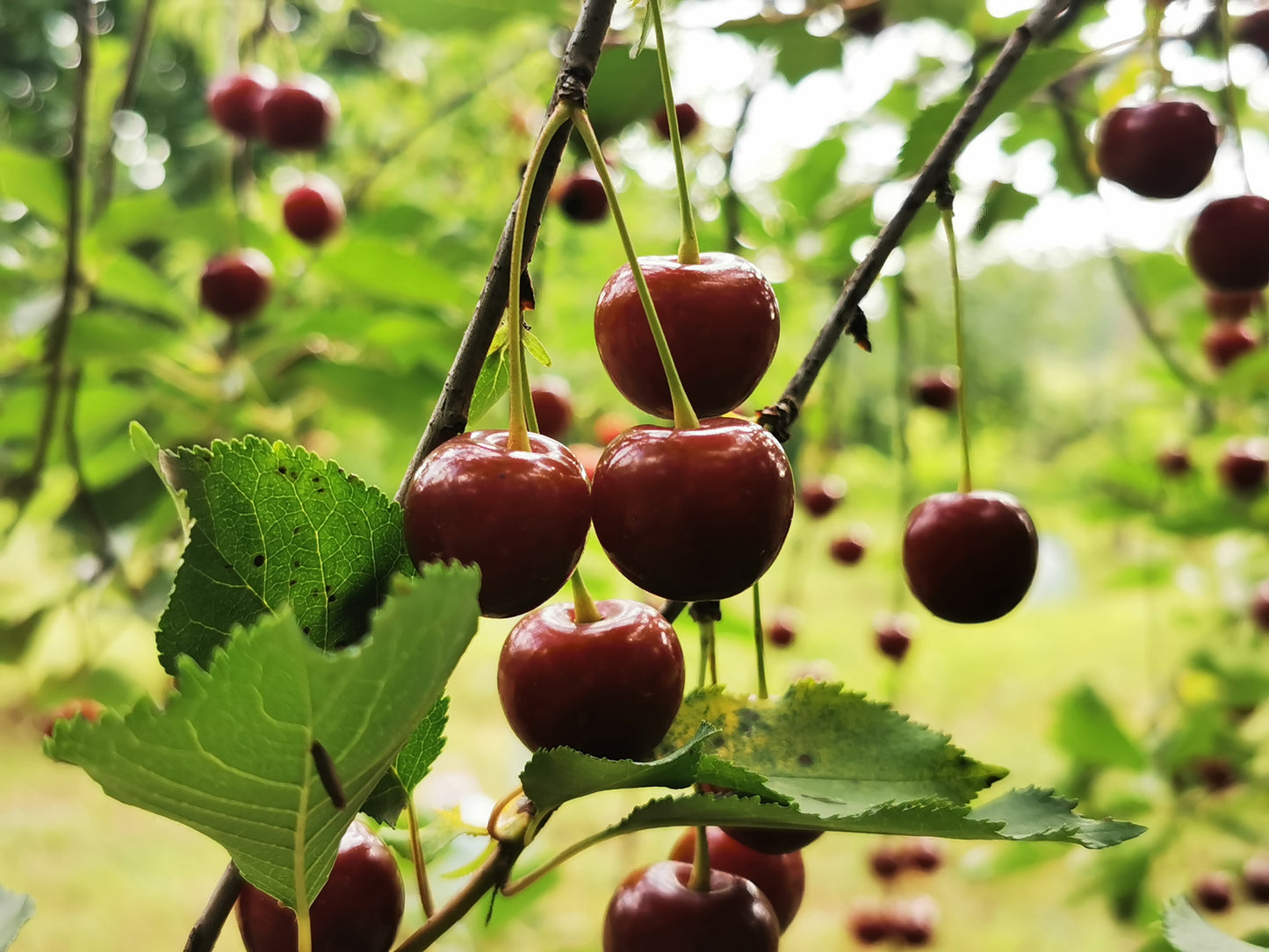 Prunus avium 'Lapins' Cherry