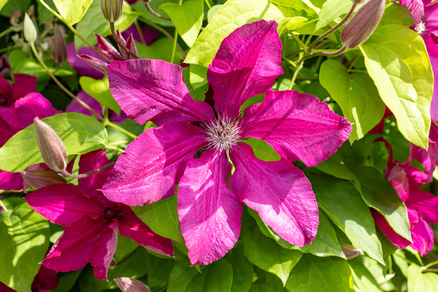 Clematis