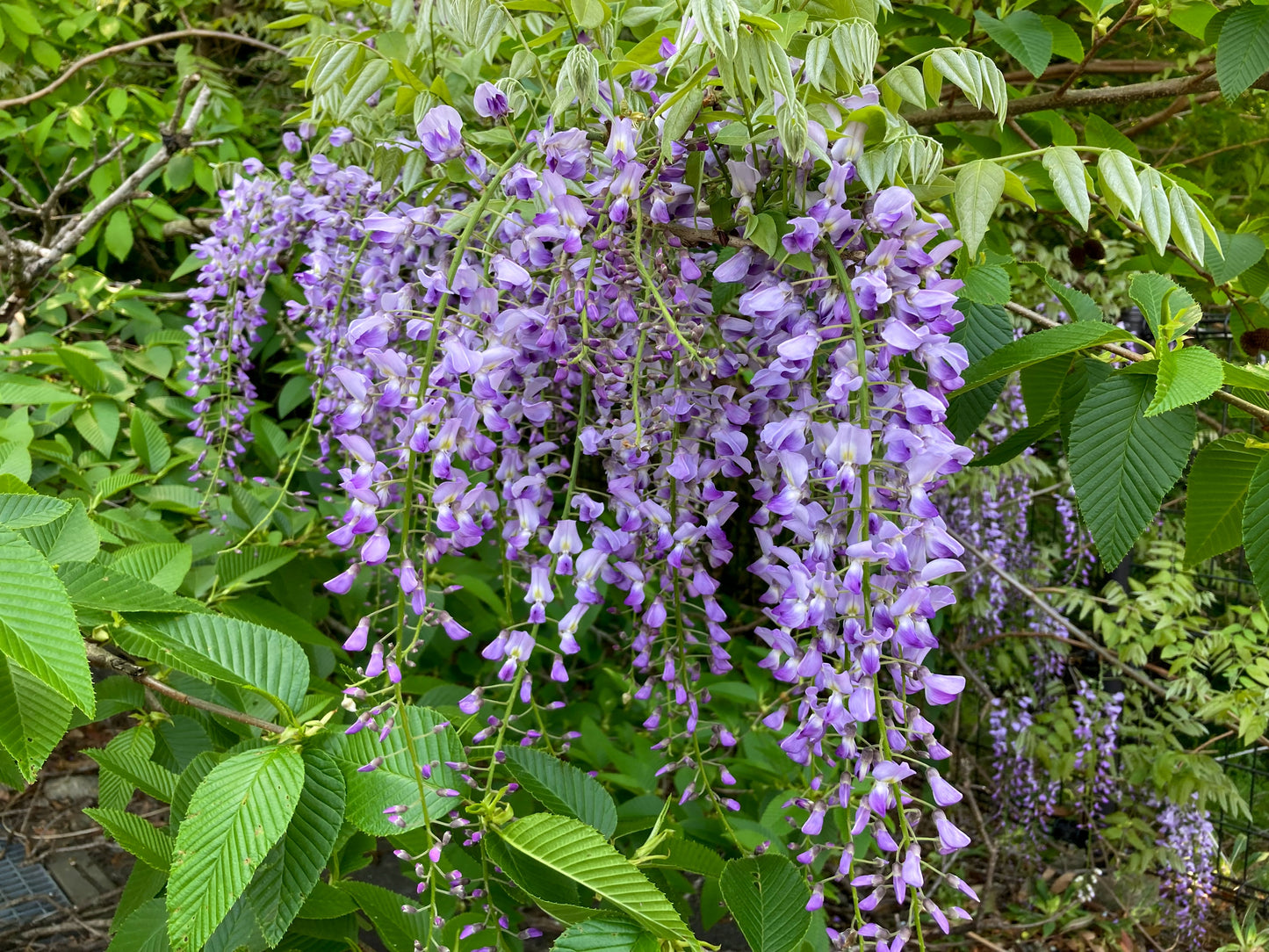 Wisteria