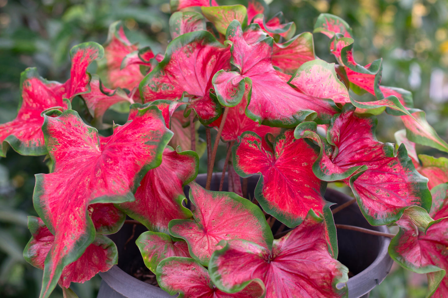 Bombshell Caladium