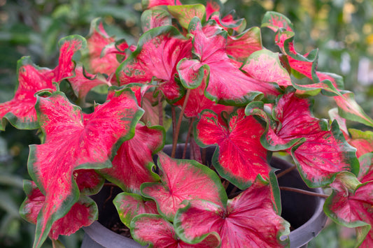 Bombshell Caladium