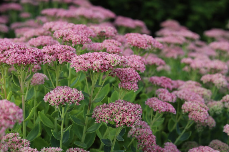 Jade Tuffet Sedum