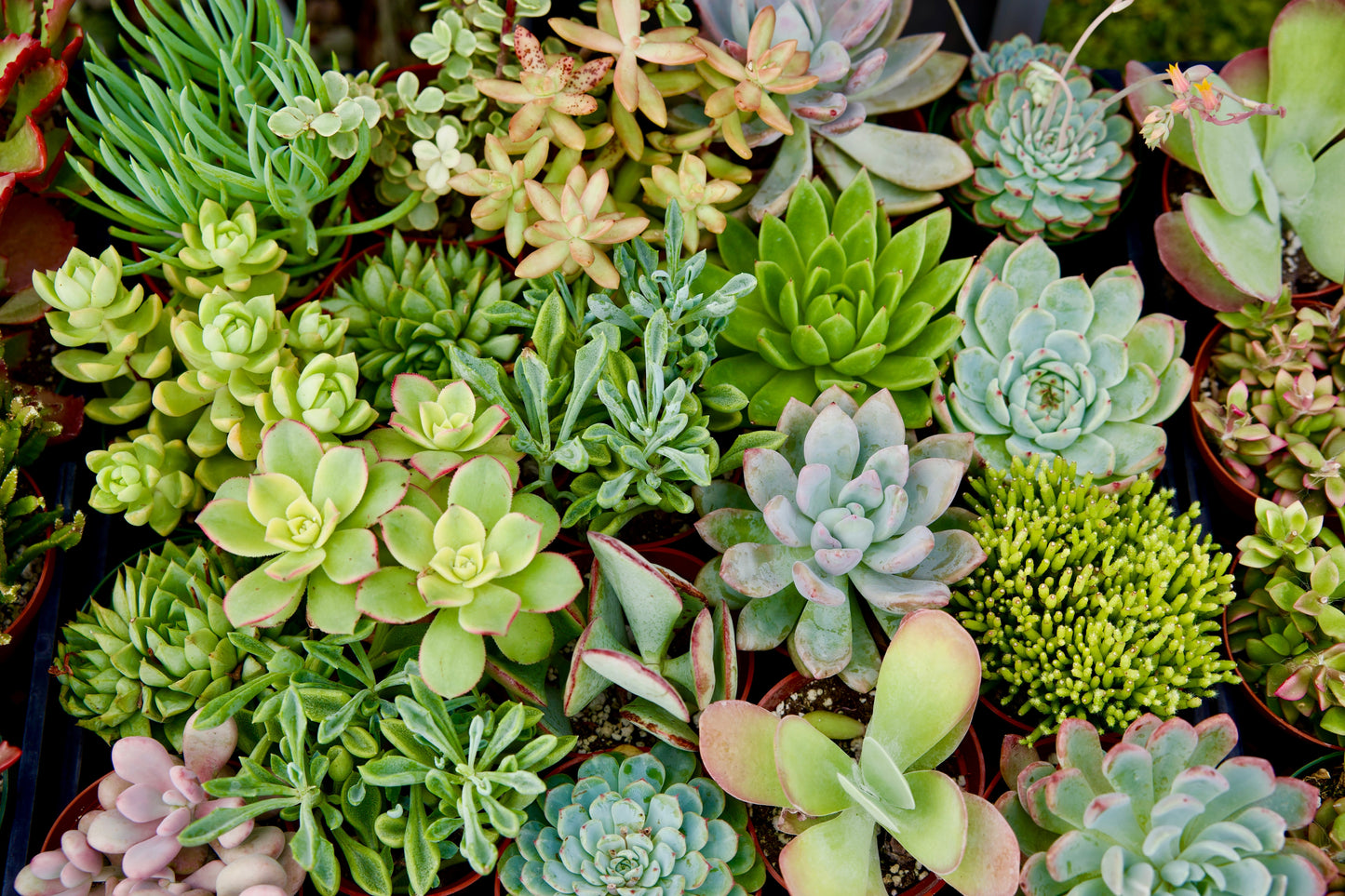 Assorted Tropical  Succulents