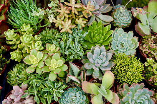 Assorted Tropical  Succulents