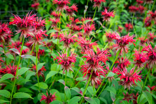 Jacob Kline Bee Balm