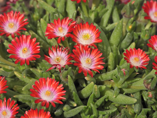 Red Mountain Flame Ice Plant