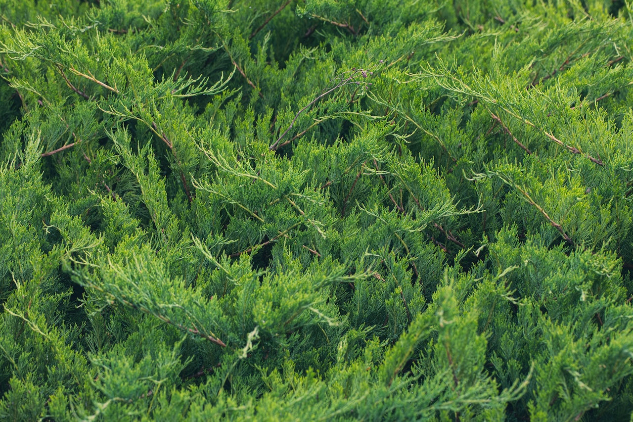 Juniperus Standard 'Nana'