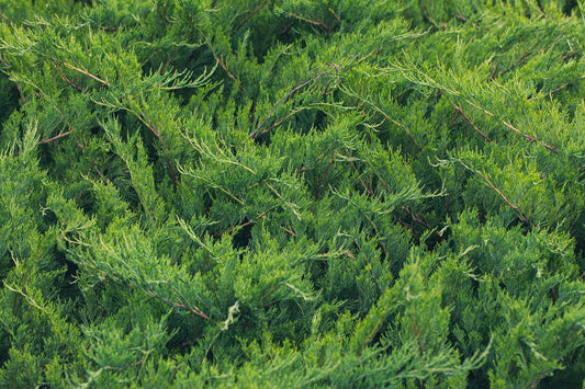 Juniperus Standard 'Bar Harbor'