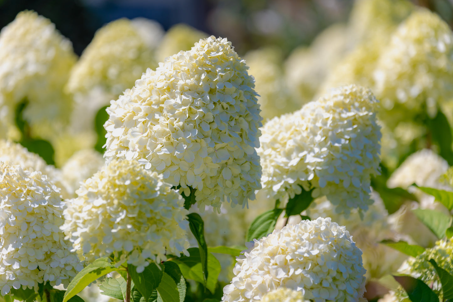 Hydrangea Little Hottie