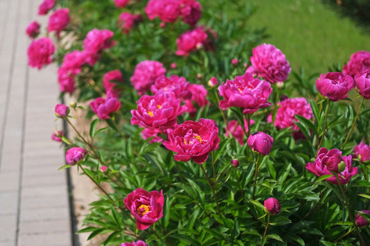 Bunker Hill Peony
