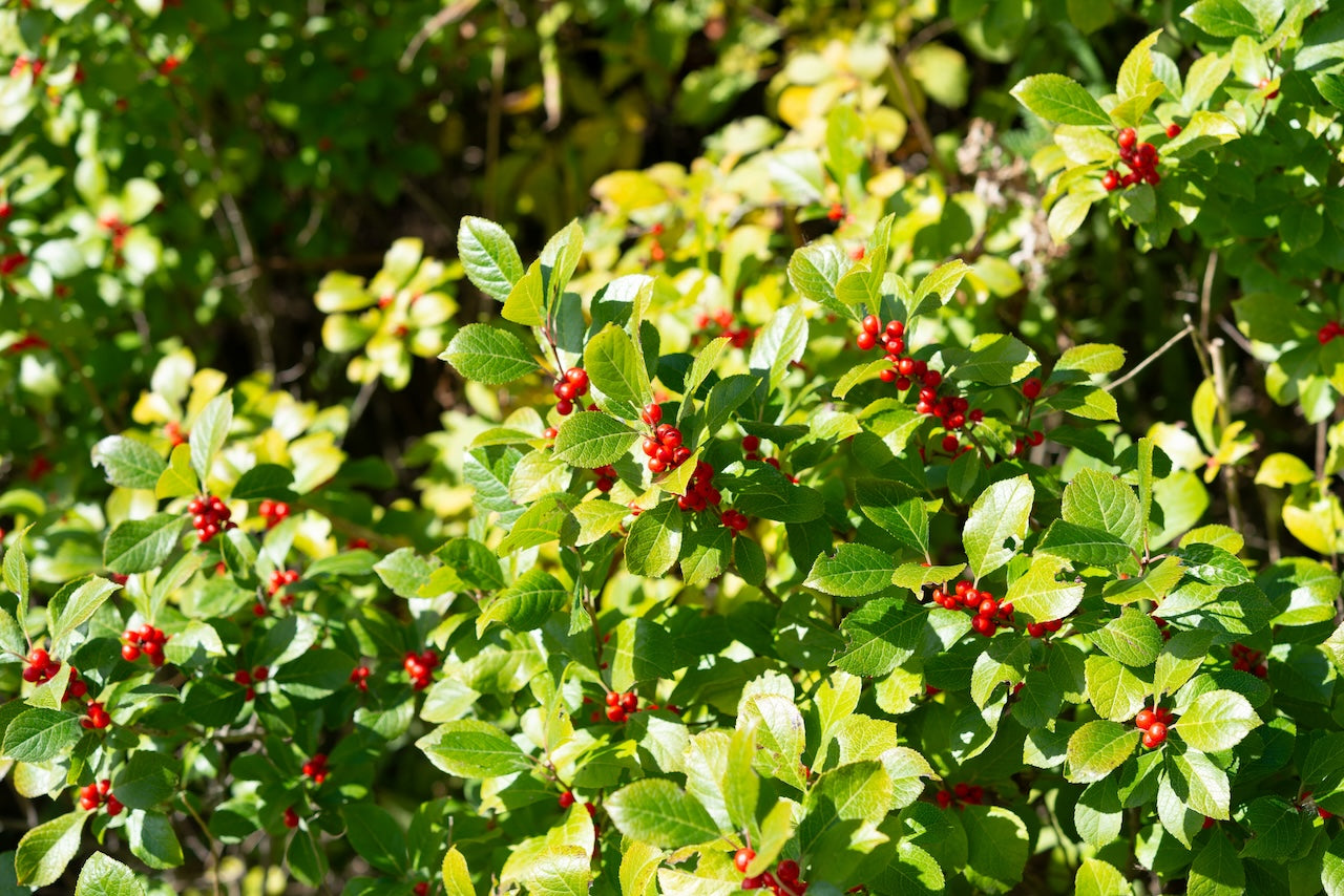 Ilex verticillata