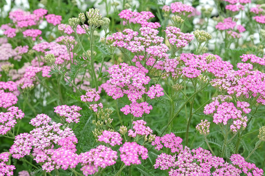 Apple Blossom Yarrow