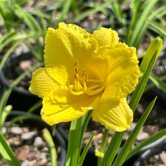 Happy Returns Daylily
