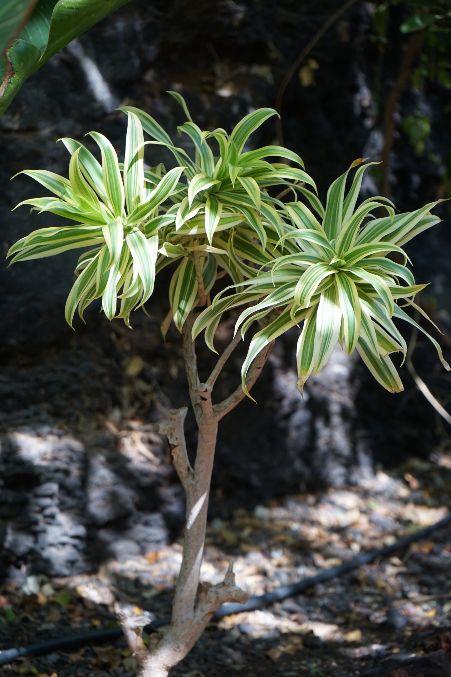 Song of India Braided Dracaena