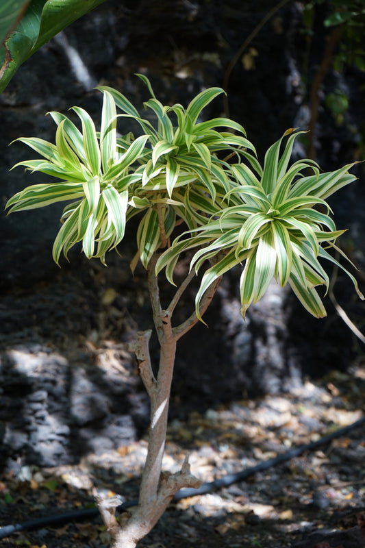 Song of India Braided Dracaena