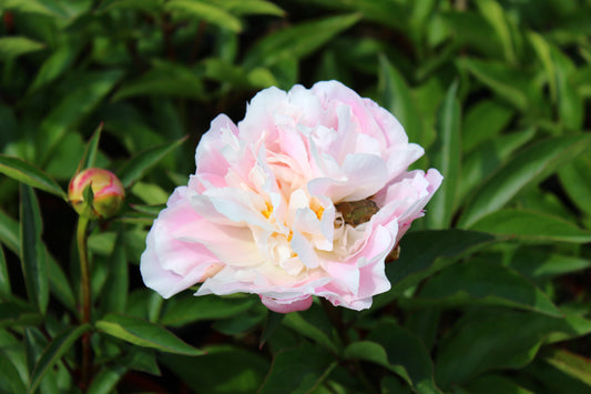 Catharina Fontijn Peony