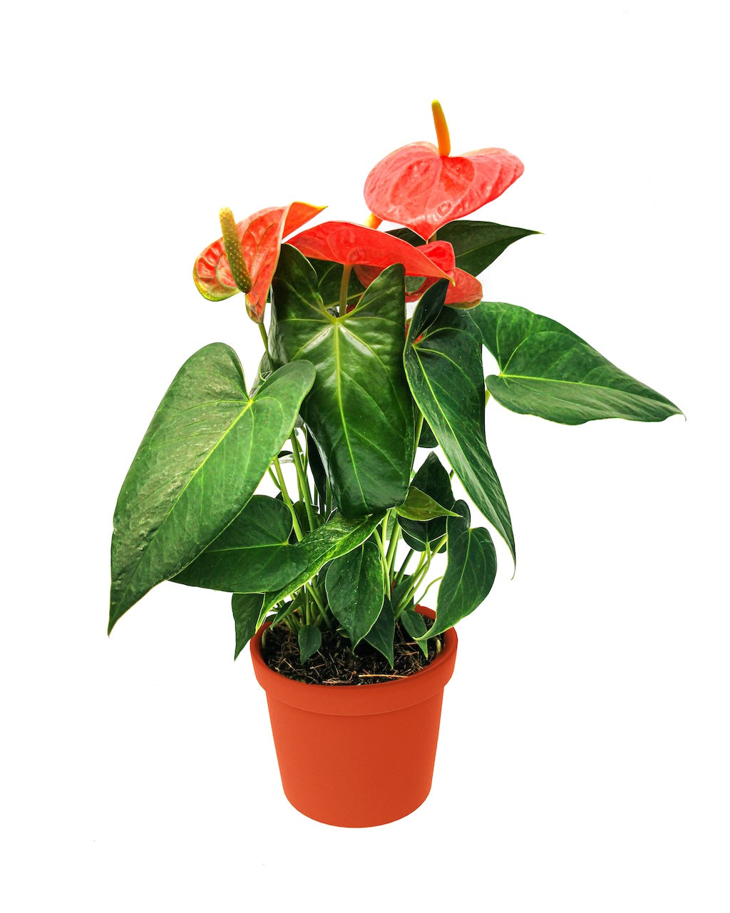 Anthurium