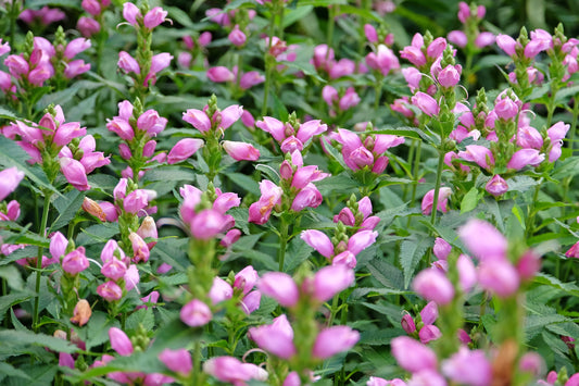 Pink Turtlehead