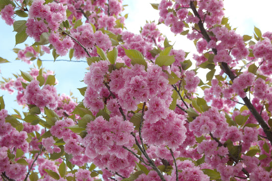Kwanzan Flowering Cherry