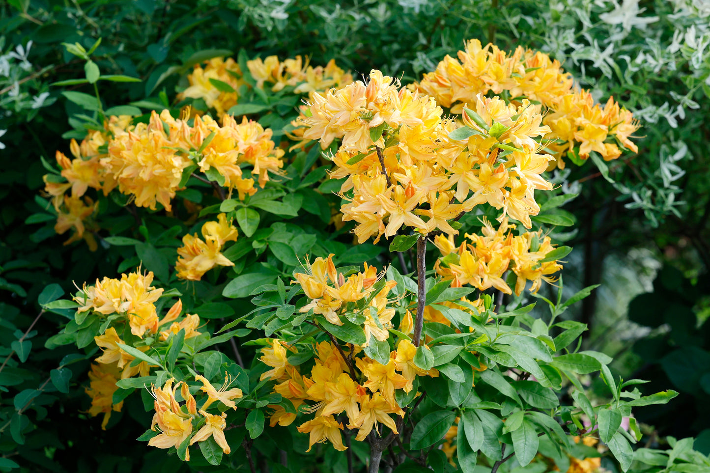 Golden Lights Azaleas Bud ‘N Bloom
