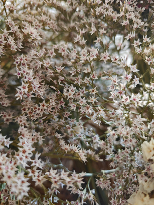 Sea Lavender