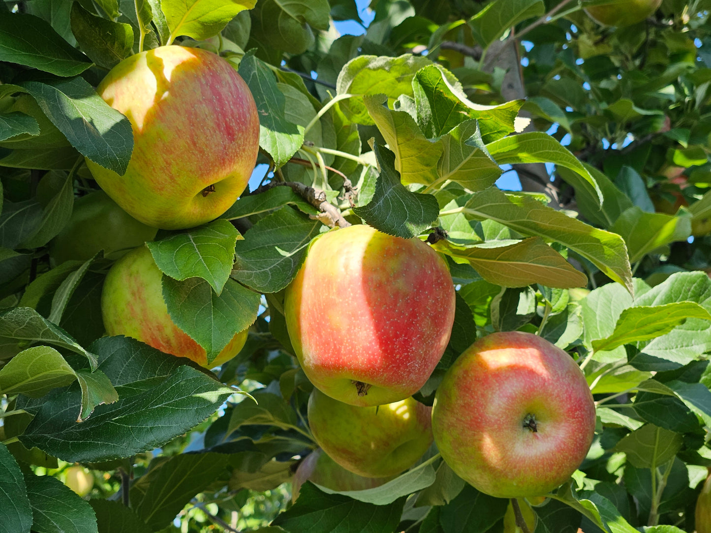 Honeycrisp Dwarf Apple