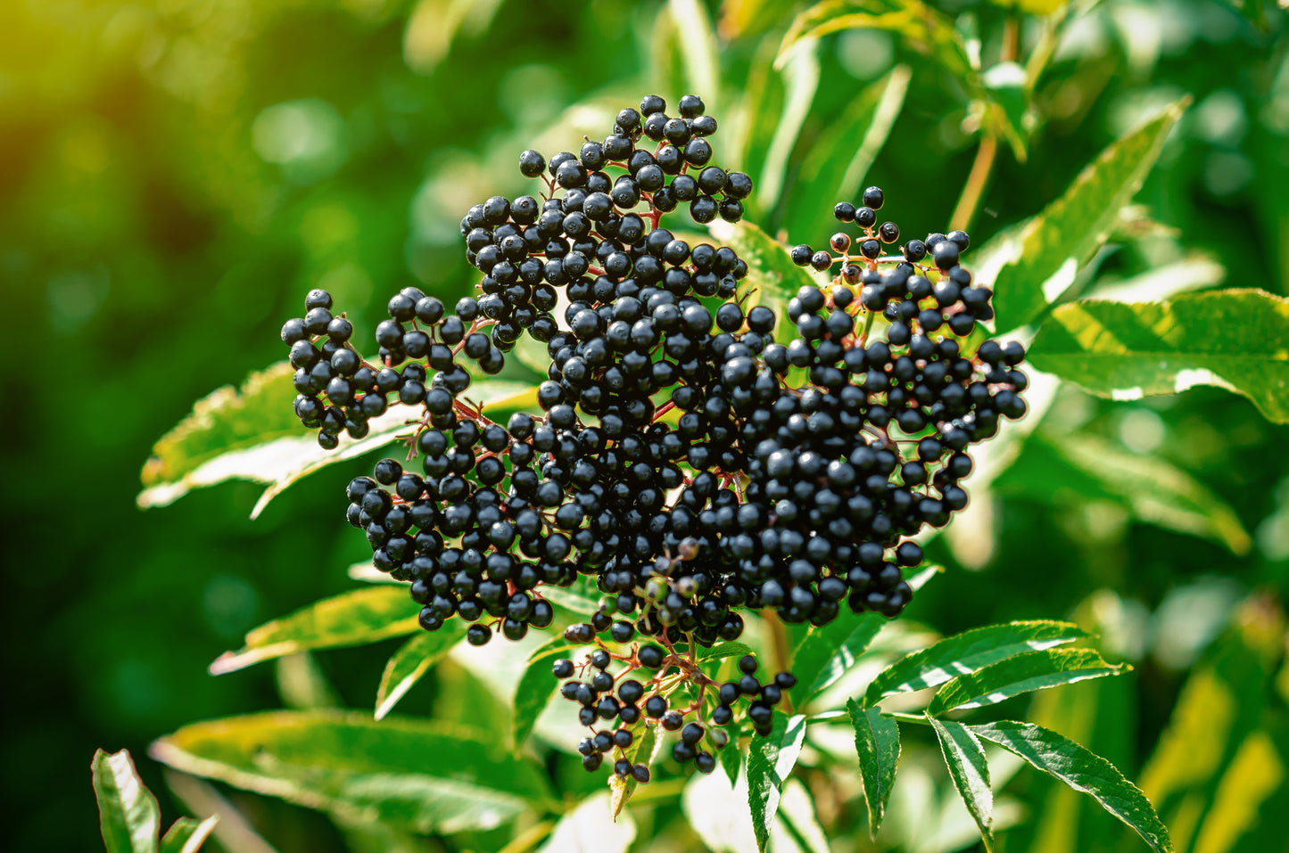 Sambucus canadensis (Elderberry)