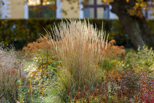 Feather Reed Grass