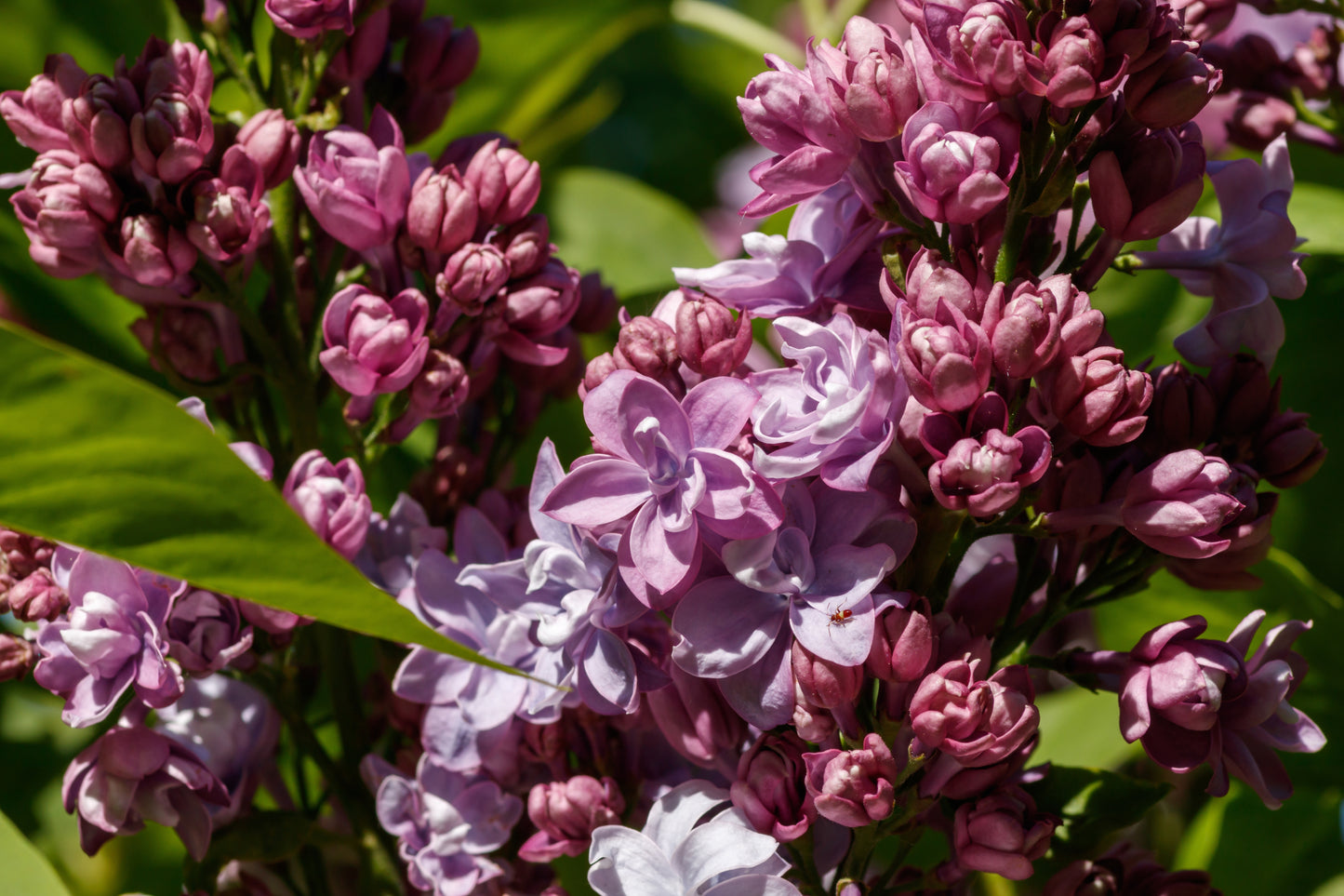 Belle de Nancy French Hybrid Lilac