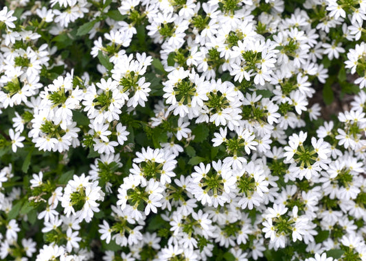 White Scaevola