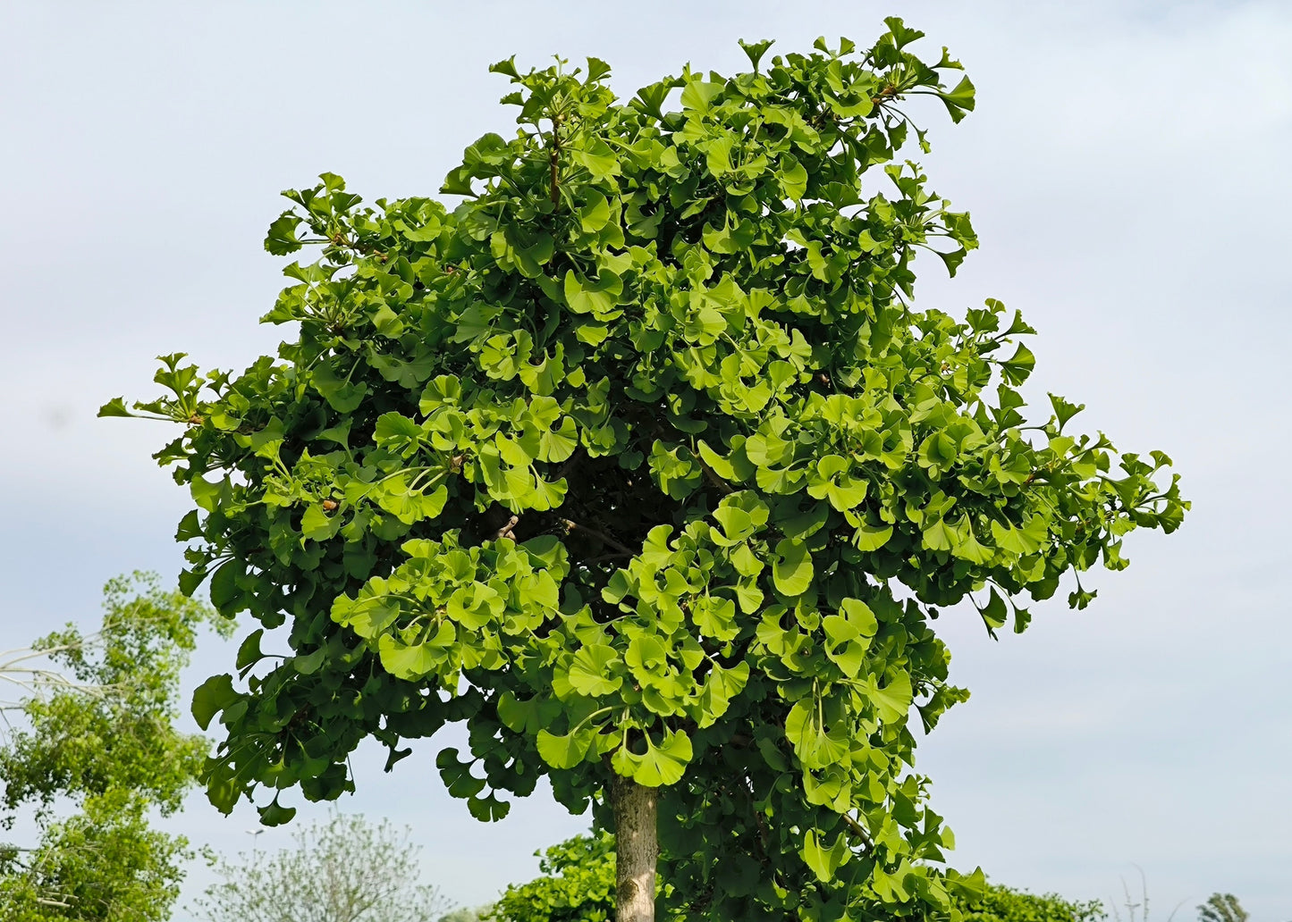 Ginkgo Tree