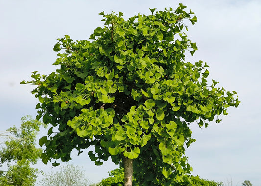 Ginkgo Tree