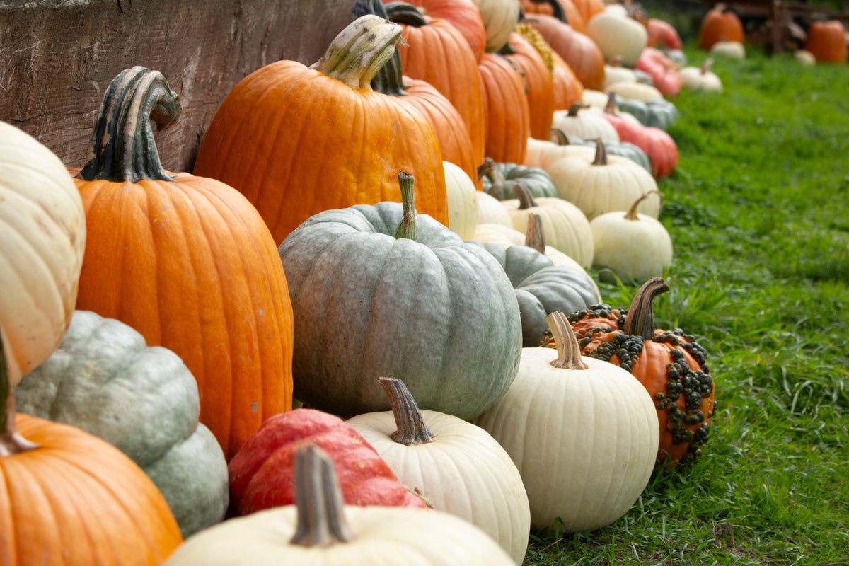 Large Jack-O-Lantern