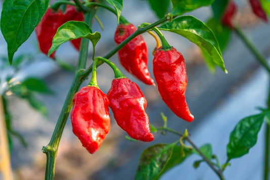 Ghost Hot Pepper