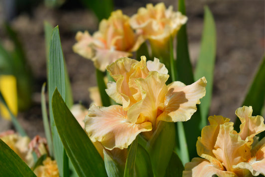 Orange Caper Dwarf Iris