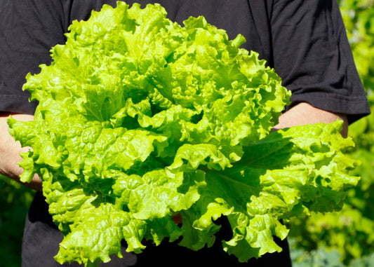 Simpson Leaf Lettuce
