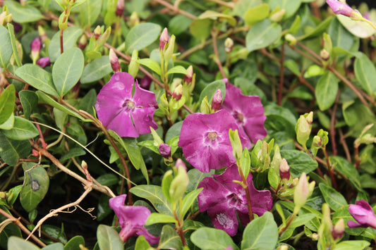 Purple-Flowering Periwinkle