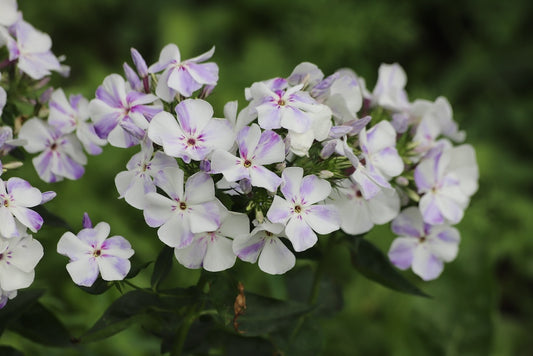 Flame Light Blue Phlox