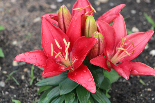 Buzzer Asiatic Lily