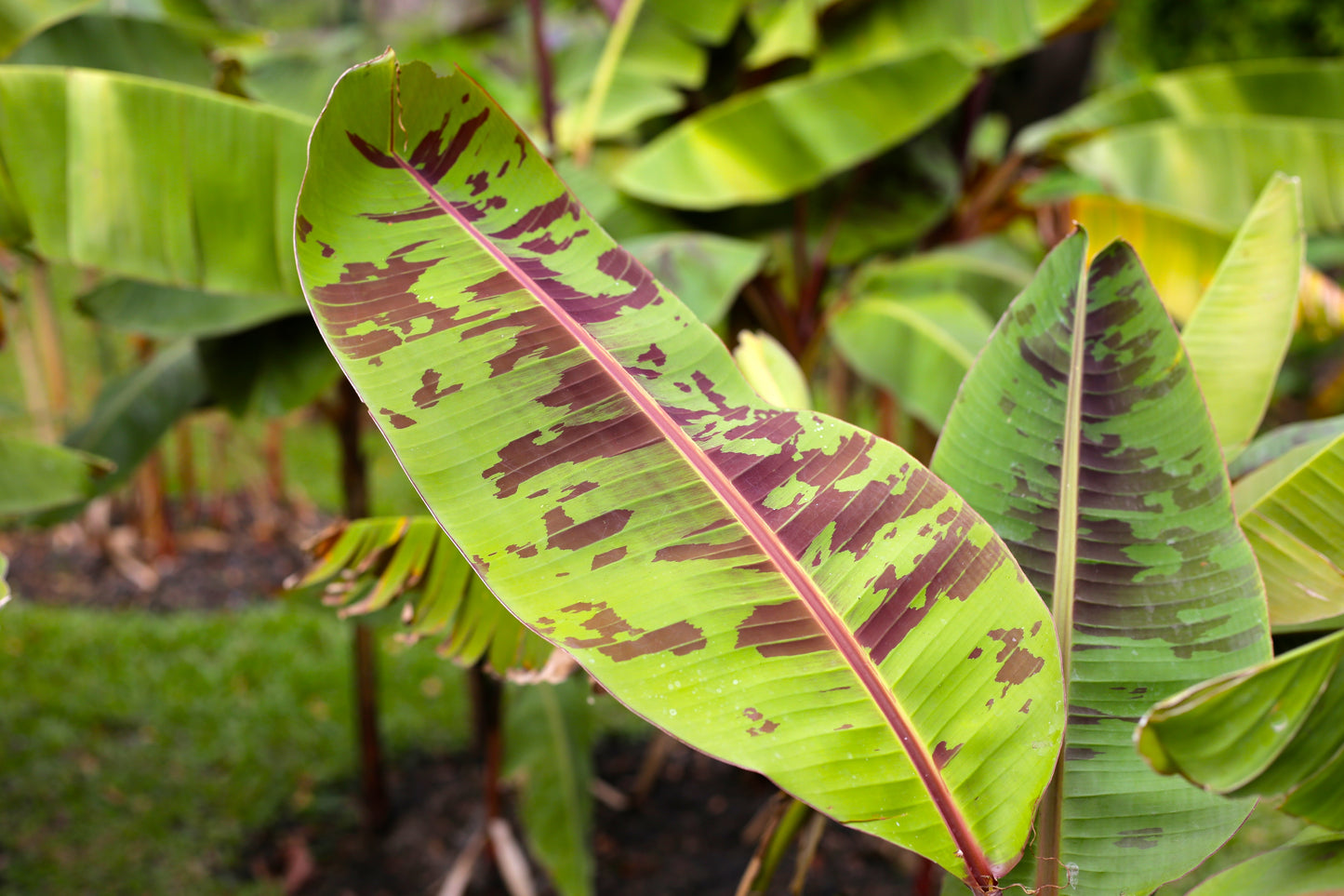 Red Banana