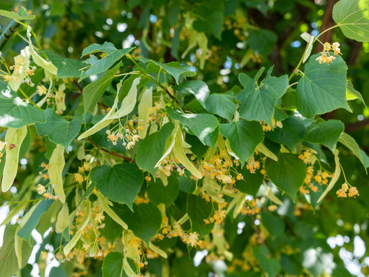 Basswood