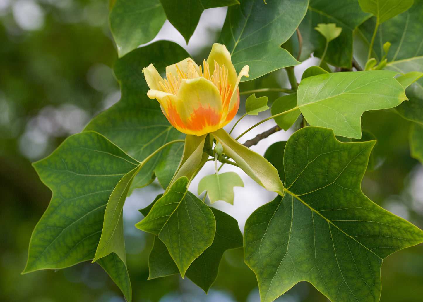 Canadian Beauties - Tulip Tree
