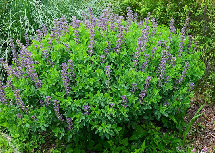 Blue False Indigo