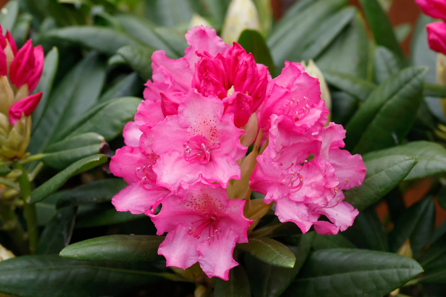 Haaga Rhododendron