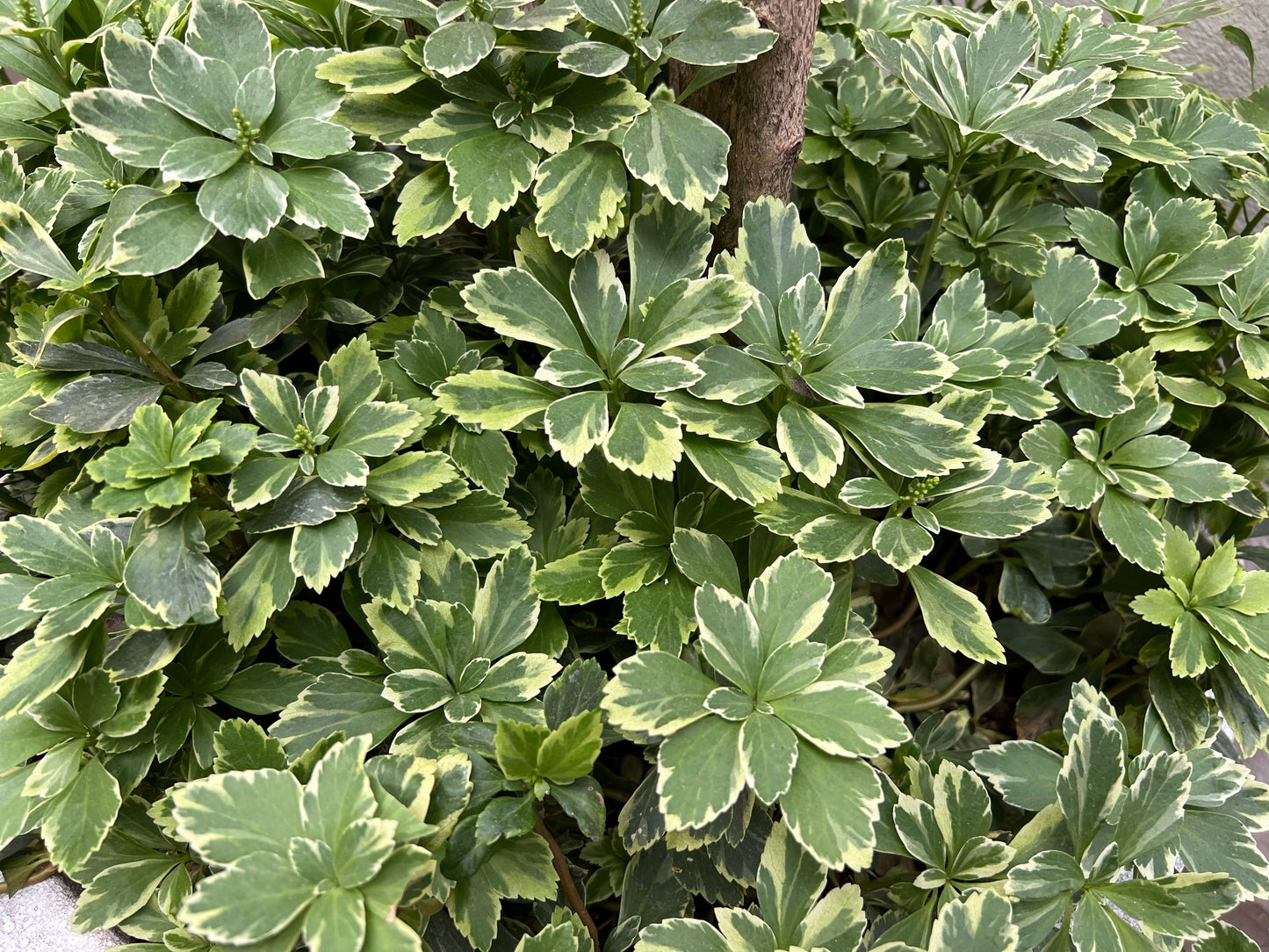 Variegated Pachysandra